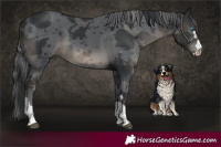 Horse Color:Black Merle Rabicano