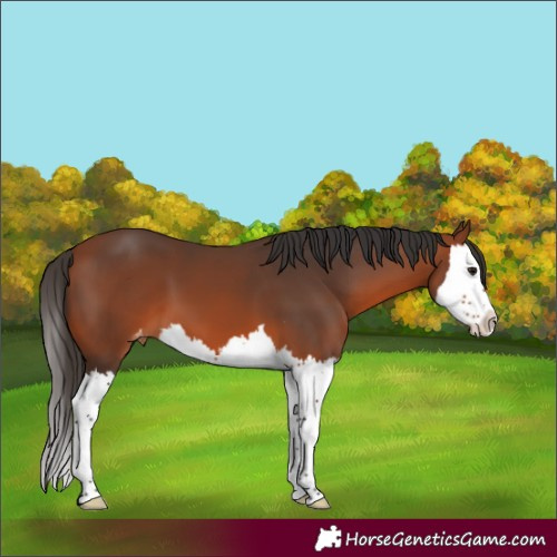 Horse Color:Bay Splash Appaloosa