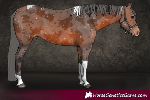 Horse Color:Bay Merle Tobiano Appaloosa