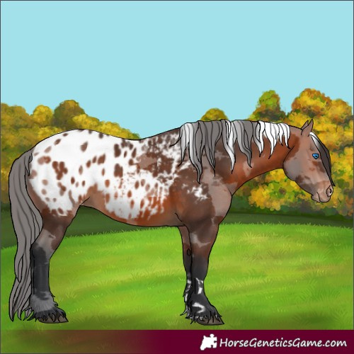 Horse Color:Bay Merle Appaloosa