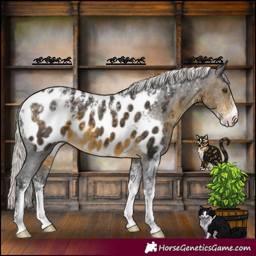 Horse Color:Powder White Silver Buckskin Appaloosa 