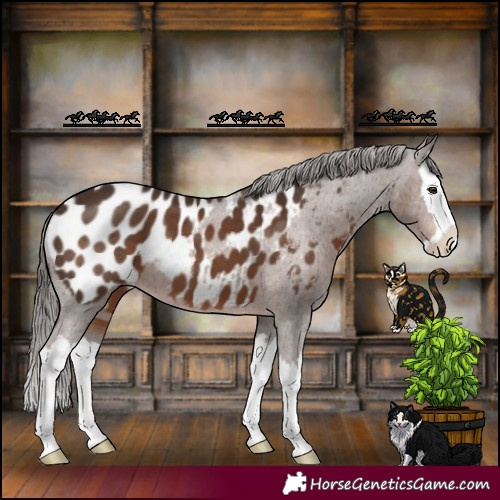 Horse Color:Liver Chestnut Splash Appaloosa 
