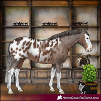 Horse Color:Liver Chestnut Splash Appaloosa 