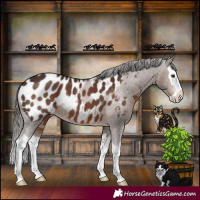 Horse Color:Liver Chestnut Splash Near Leopard