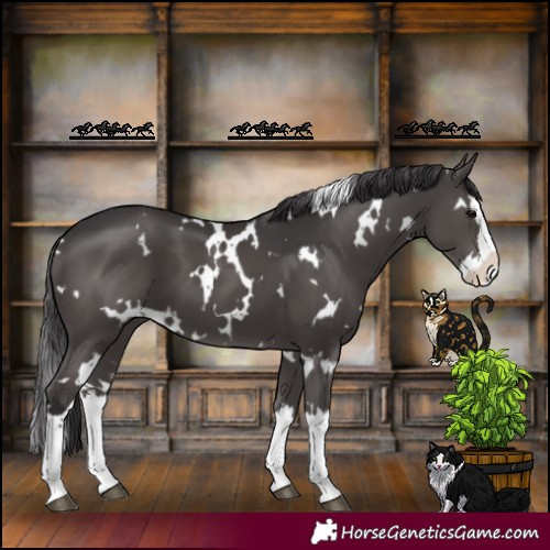 Horse Color:White Spotted Smoky Black Splash 