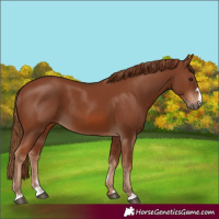 Horse Color:Chestnut 