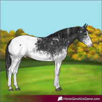 Horse Color:White Spotted Black Appaloosa