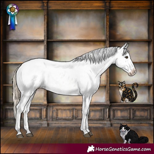 Horse Color:Chocolate Palomino Appaloosa 