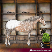 Horse Color:Chocolate Palomino Appaloosa 