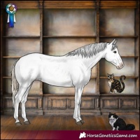 Horse Color:Chocolate Palomino Appaloosa 