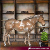 Horse Color:White Spotted Chocolate Palomino