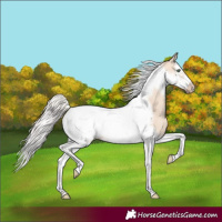 Horse Color:Silver Sable Champagne Dun Splash Tobiano Frame 