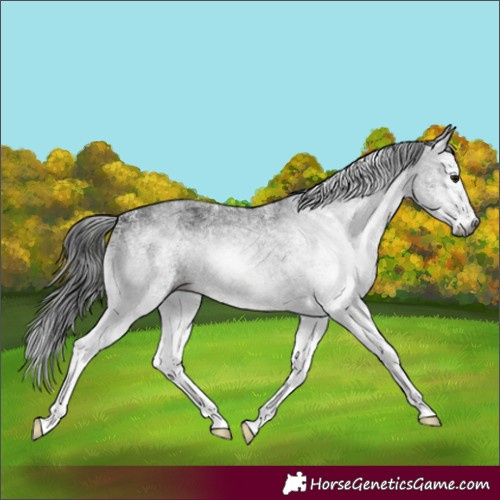Horse Color:Gray White Spotted Brown 