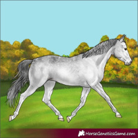 Horse Color:Gray White Spotted Brown 