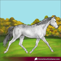 Horse Color:Gray White Spotted Brown 