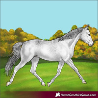 Horse Color:Gray White Spotted Brown 