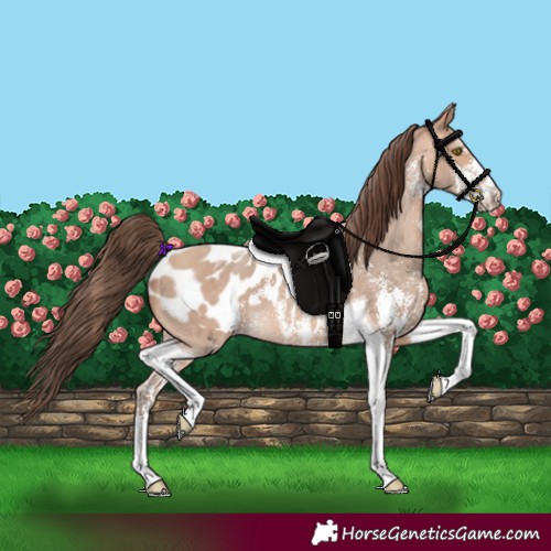 Horse Color:Amber Champagne Sabino Tobiano Appaloosa