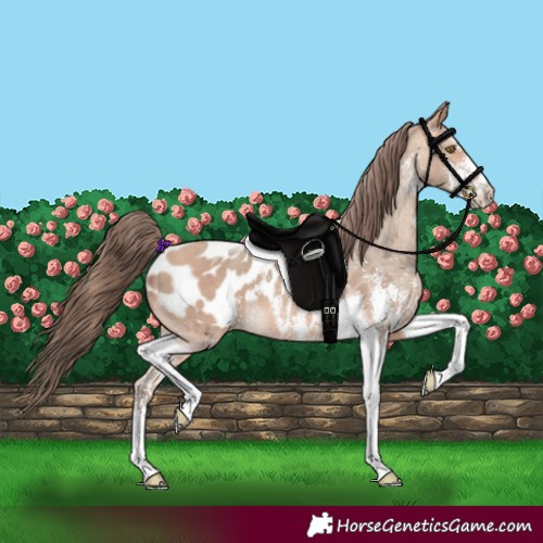 Horse Color:Amber Champagne Sabino Tobiano Appaloosa 