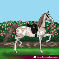 Horse Color:Amber Champagne Sabino Tobiano Blanket