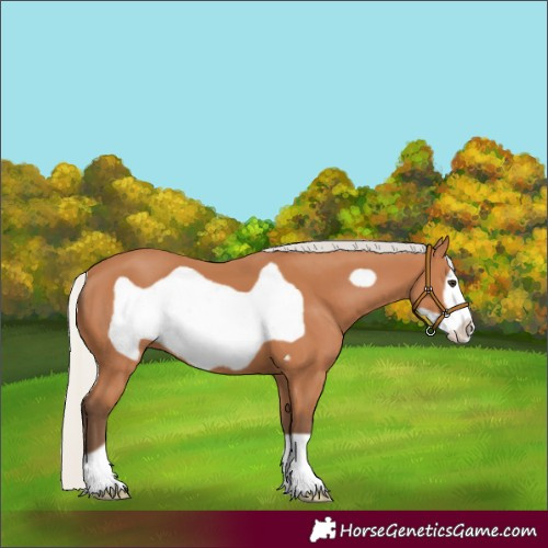 Horse Color:Silver Bay Frame 