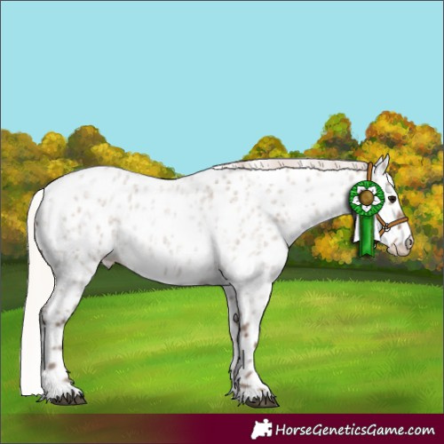 Horse Color:Silver Grullo Roan Appaloosa 