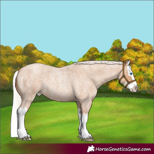 Horse Color:Silver Classic Champagne Roan Splash 