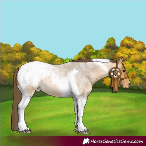 Horse Color:Buckskin Roan Tobiano Snowcap