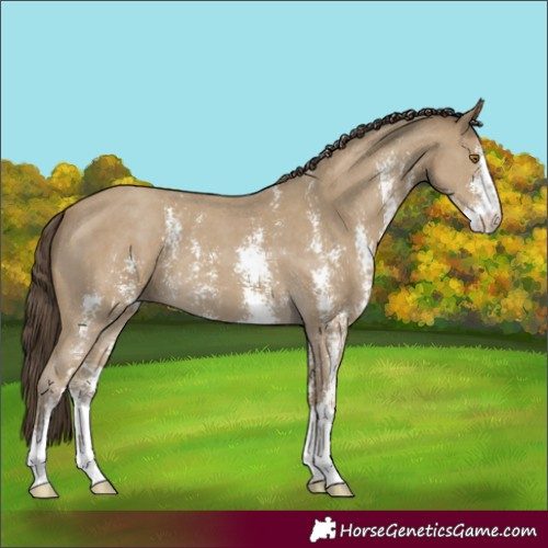 Horse Color:Classic Cream Champagne Sabino 