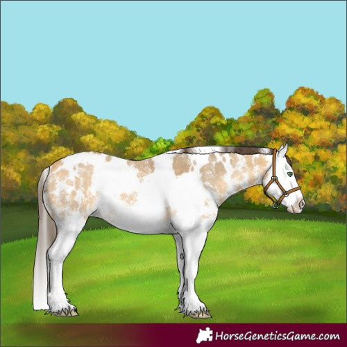 Horse Color:White Spotted Amber Cream Champagne Sabino Splash 