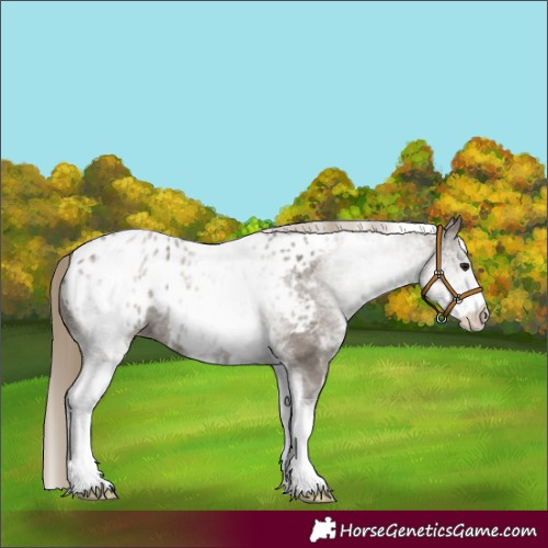 Horse Color:White Spotted Smoky Grullo Blanket