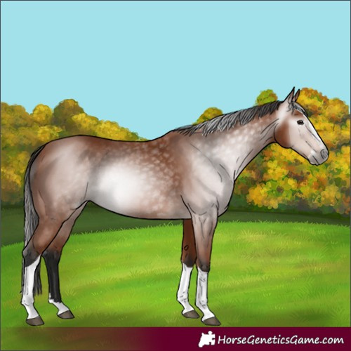 Horse Color:Gray Bay Splash Tobiano 