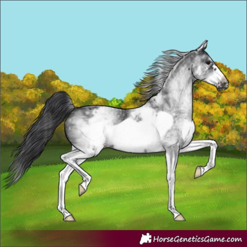 Horse Color:White Spotted Black Frame 