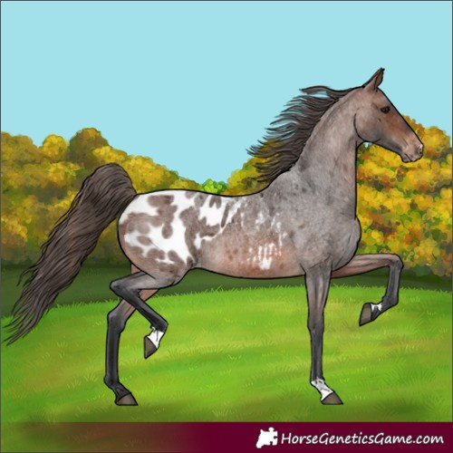 Horse Color:Brown Roan Appaloosa 