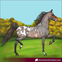 Horse Color:Brown Roan Appaloosa