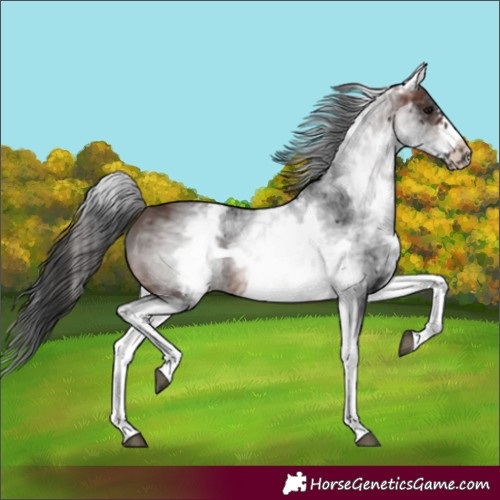 Horse Color:White Spotted Brown Frame 