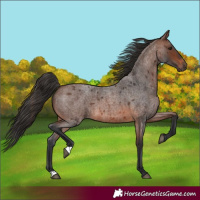 Horse Color:Brown Roan 
