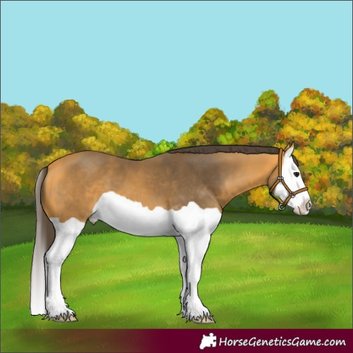 Horse Color:Buckskin Splash 