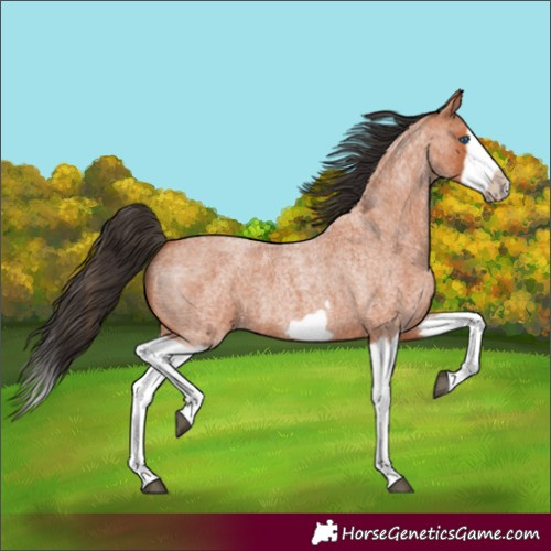 Horse Color:Bay Roan Splash Frame 