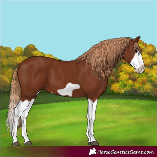 Horse Color:Chestnut Splash Frame