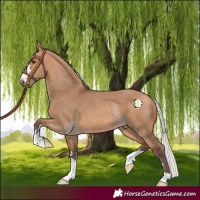 Horse Color:Silver Bay Dun Rabicano
