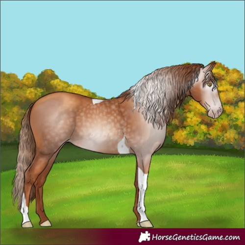 Horse Color:Gray Gold Champagne Tobiano