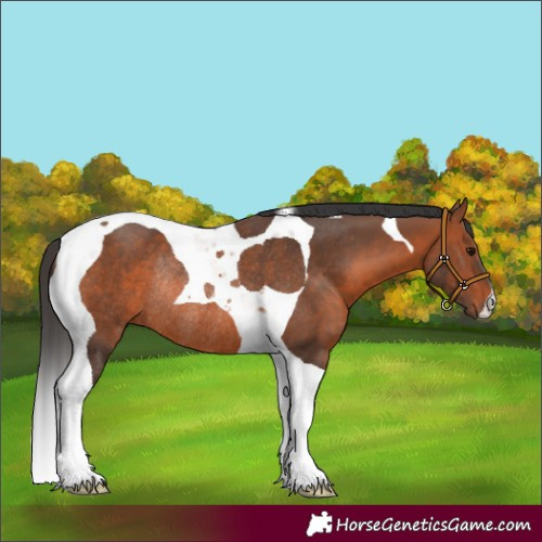 Horse Color:Bay Tobiano Rabicano