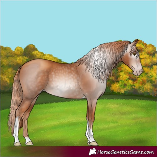 Horse Color:Gray Gold Champagne Tobiano 