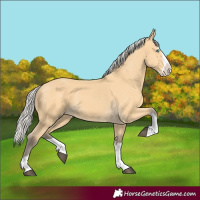 Horse Color:Silver Buckskin Splash 