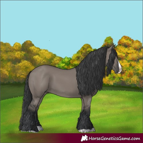 Horse Color:Grullo Splash