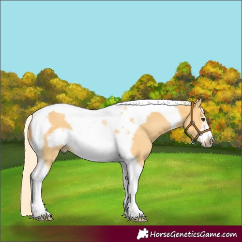 Horse Color:Palomino Tobiano Frame 
