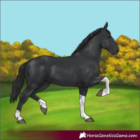 Horse Color:Black Tobiano 