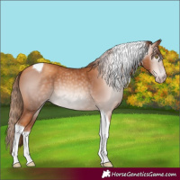 Horse Color:Gray Gold Champagne Tobiano 