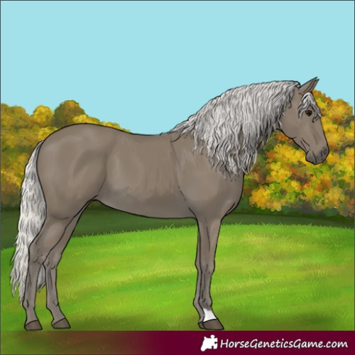 Horse Color:Silver Smoky Black