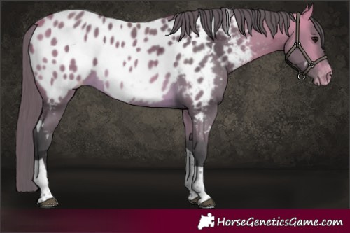 Horse Color:White Spotted Buckskin Merle Tobiano Appaloosa Rabicano